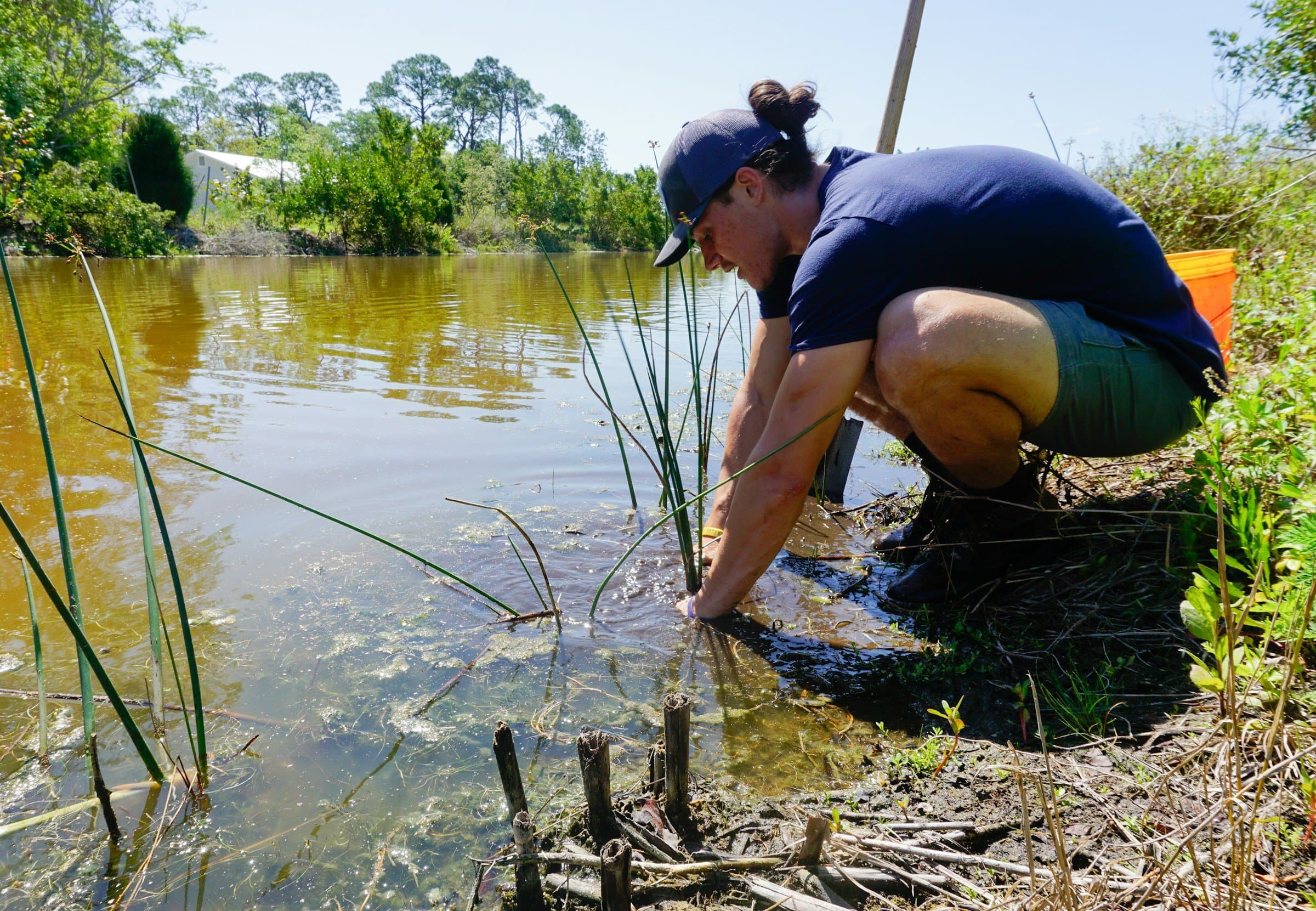 A field technician reaches into the water at the edge of a pond.